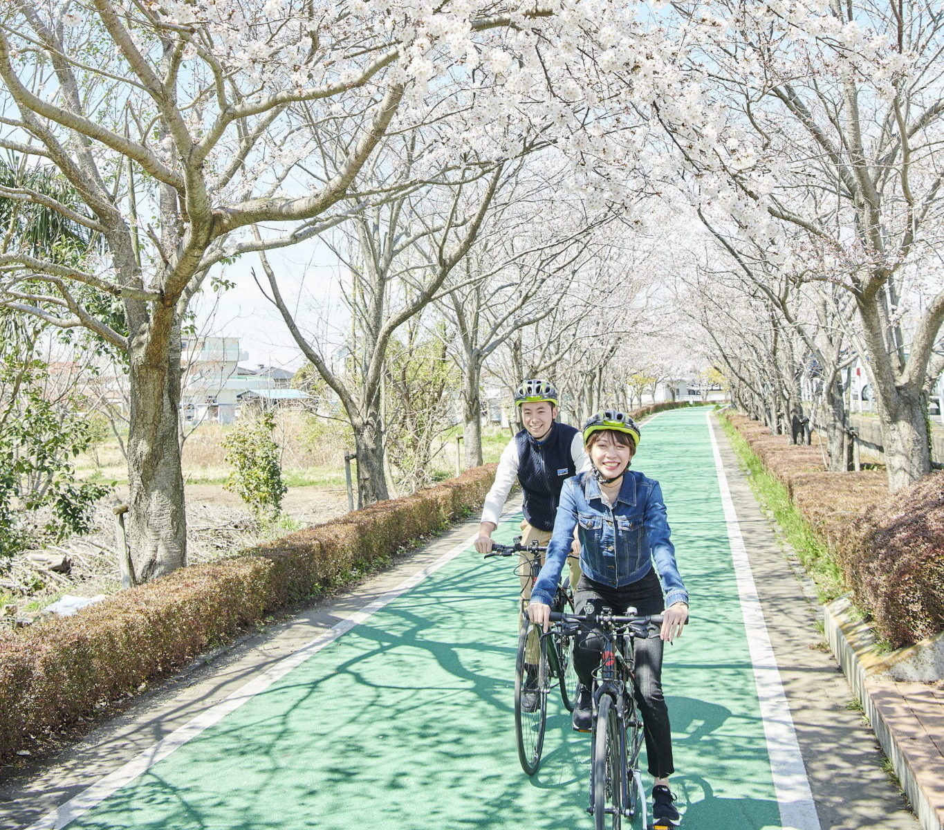 桜が見ごろの季節です つくば霞ヶ浦りんりんロード